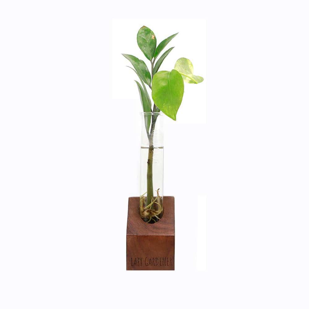 Lazy Gardener Timber Grove Solo Plant Propagation Station in bulk from India — Ant Mascot