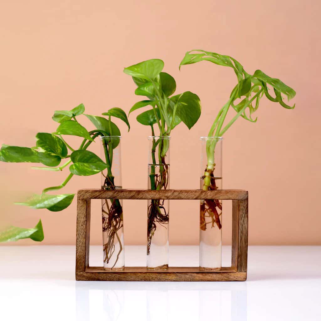 Lazy Gardener Timber Grove Elegant Trio in bulk from India — Ant Mascot
