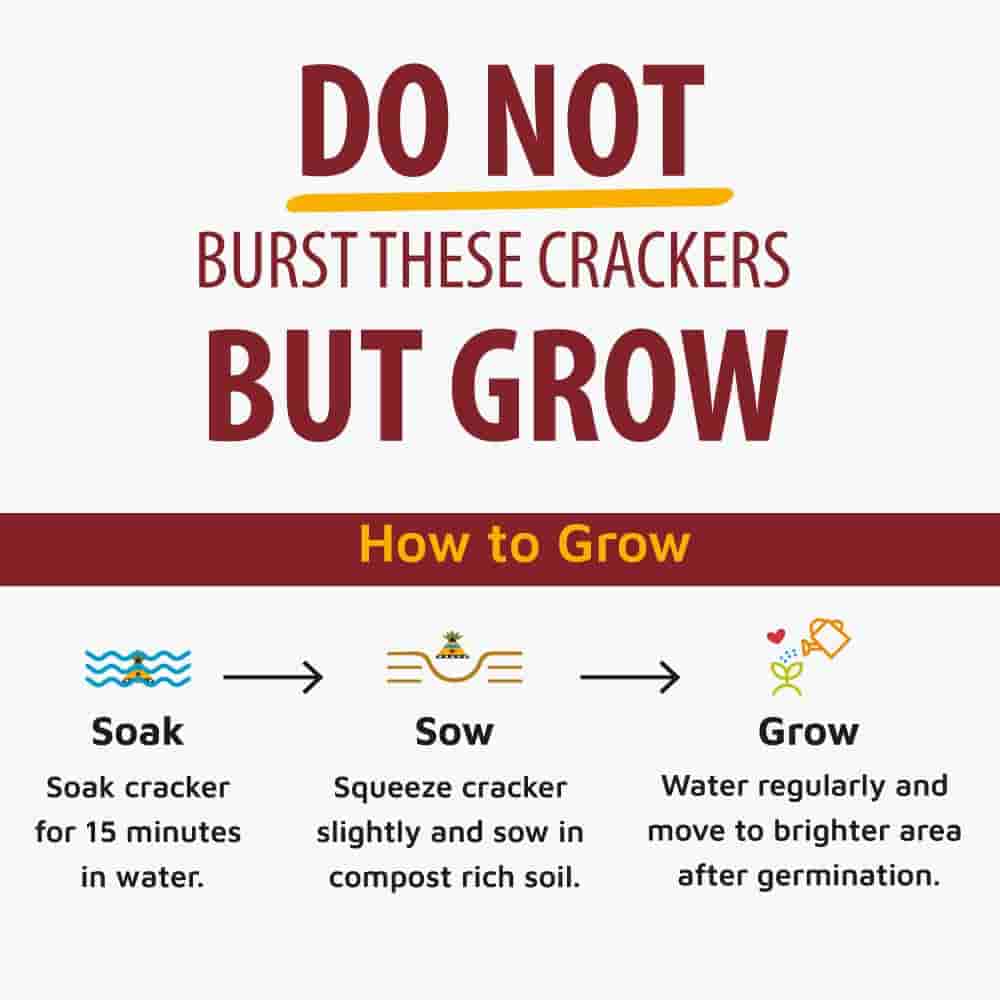 lazy gardener Plantable Shape Crackers Gif Box 3